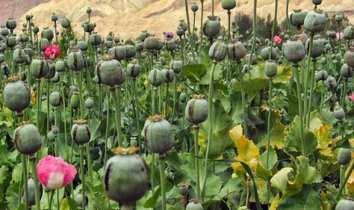 म्यानमारमा अफिम उत्पादन नौ वर्ष यताकै उच्च