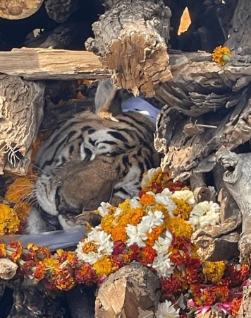 २९ वटा डमरु जन्माएकी ‘कलरवाली’को मृत्यु, विधिवत रुपमा गरियो अन्तिम संस्कार