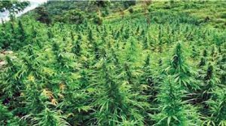 गाँजाखेतीको सम्भाव्यता अध्ययन गरिने, सांसदहरु हाँसे