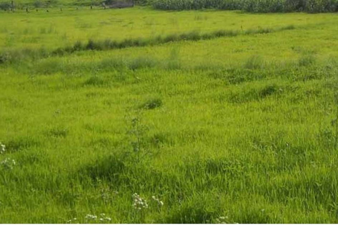 जग्गाको कित्ताकाट फुकुवा